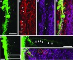 Synapsin 1 Antibody in Immunohistochemistry (IHC)