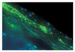 Synapsin 1 Antibody in Immunohistochemistry (Frozen) (IHC (F))