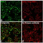 Human IgG Fc Secondary Antibody in Immunocytochemistry (ICC/IF)