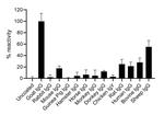 Goat IgG Fc Secondary Antibody