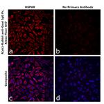 Goat IgG Fc Secondary Antibody in Immunocytochemistry (ICC/IF)