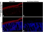 Goat IgG Fc Secondary Antibody in Immunohistochemistry (PFA fixed) (IHC (PFA))