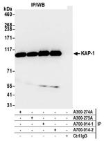 KAP-1 Antibody in Immunoprecipitation (IP)