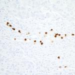 CEACAM8/CD66b Antibody in Immunohistochemistry (Paraffin) (IHC (P))