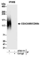 CEACAM8/CD66b Antibody in Immunoprecipitation (IP)