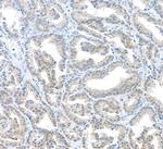 MIF Antibody in Immunohistochemistry (Paraffin) (IHC (P))