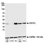 4-1BBL/CD137L/TNFSF9 Antibody in Western Blot (WB)