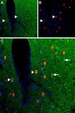 Adenosine A1 Receptor Antibody in Immunohistochemistry (Frozen) (IHC (F))