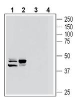 C5aR2 (extracellular) Antibody in Western Blot (WB)