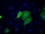 ACAT2 Antibody in Immunocytochemistry (ICC/IF)