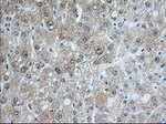 ACAT2 Antibody in Immunohistochemistry (Paraffin) (IHC (P))