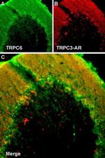 TRPC6 Antibody in Immunohistochemistry (Frozen) (IHC (F))