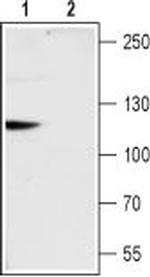 TRPC6 Antibody in Western Blot (WB)