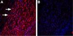 TRPML3 (Mucolipin 3) Antibody in Immunohistochemistry (Frozen) (IHC (F))