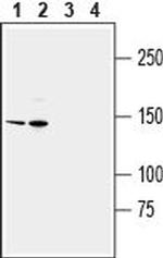 TRPM2 (extracellular) Antibody in Western Blot (WB)