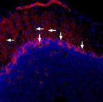 Connexin-43 Antibody in Immunohistochemistry (Frozen) (IHC (F))