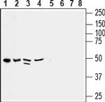 CX3CL1 (extracellular) Antibody in Western Blot (WB)