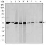 Alpha-Smooth Muscle Actin Antibody in Western Blot (WB)