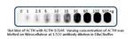 ACTH Antibody in Western Blot (WB)