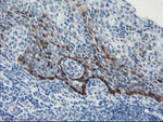 ADH7 Antibody in Immunohistochemistry (Paraffin) (IHC (P))