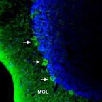 GPR40/FFAR1 (extracellular) Antibody in Immunohistochemistry (IHC)