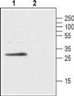 GPR40/FFAR1 (extracellular) Antibody in Western Blot (WB)