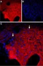 GABA(A) theta Receptor (GABRQ) (extracellular) Antibody in Immunohistochemistry (IHC)