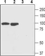 GluR1 (GluA1) (extracellular) Antibody in Western Blot (WB)