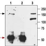 mGluR1 (extracellular) Antibody in Immunoprecipitation (IP)