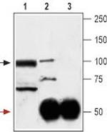 GluR3 (GluA3) (extracellular) Antibody in Immunoprecipitation (IP)