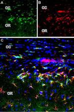 mGluR2 (extracellular) Antibody in Immunohistochemistry (Frozen) (IHC (F))