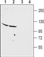 mGluR2 (extracellular) Antibody in Western Blot (WB)