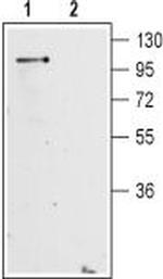 mGluR2 (extracellular) Antibody in Western Blot (WB)