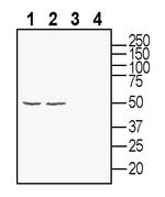 Glycine Receptor alpha 3 Antibody in Western Blot (WB)