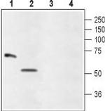 Glycine Receptor alpha 4 (extracellular) Antibody in Western Blot (WB)