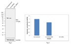 SRC Antibody