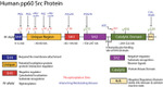 SRC Antibody