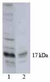 Histone H3 Antibody in Western Blot (WB)