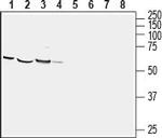 CRMP1 Antibody in Western Blot (WB)