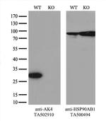 AK4 Antibody