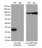 AK4 Antibody in Western Blot (WB)