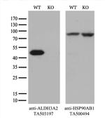 ALDH3A2 Antibody