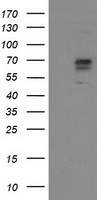 ALDH3A2 Antibody in Western Blot (WB)