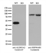 ALDH3A2 Antibody in Western Blot (WB)