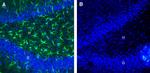 CLEC7A/Dectin-1 (extracellular) Antibody in Immunohistochemistry (Frozen) (IHC (F))