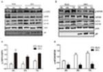 AMPK alpha-1 Antibody in Western Blot (WB)