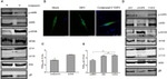 AMPK alpha-1 Antibody in Western Blot (WB)