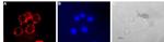 Serotonin Transporter (SERT) (extracellular) Antibody in Immunocytochemistry (ICC/IF)
