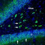 Alpha 3 Na+/K+ ATPase Antibody in Immunohistochemistry (Frozen) (IHC (F))