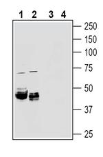 Beta 1 Na+/K+ ATPase (extracellular) Antibody in Western Blot (WB)